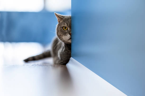 istock Aggressive British shorthair cat looking with one eye from behind the wall 1309797197