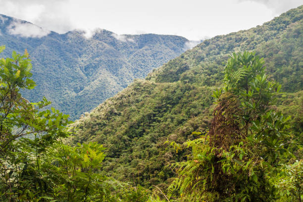 istock Dense jungle in Yungas mountains, Bolivia 1309797240