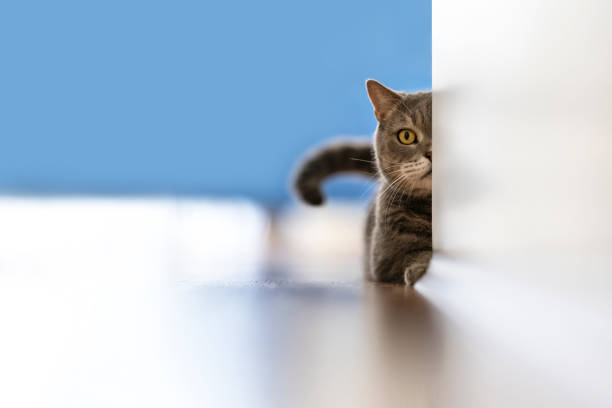 istock Aggressive British shorthair cat looking with one eye from behind the wall 1309797303