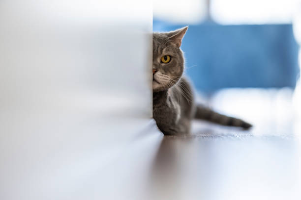 istock Aggressive British shorthair cat looking with one eye from behind the wall 1309797304