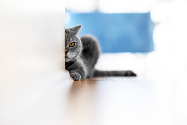istock Aggressive British shorthair cat looking with one eye from behind the wall 1309797844