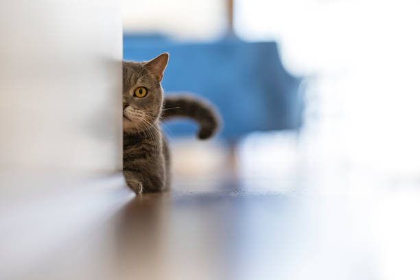 istock Aggressive British shorthair cat looking with one eye from behind the wall 1309799528