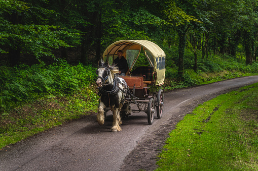 Killarney, Ireland, August 2019 Man driving horse carriage on a road through green forest to old ruins of Muckross Abbey, Ring of Kerry