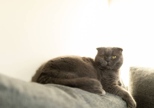 istock Scottish Fold Shorthair cat resting 1309802396