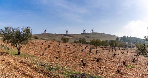 tierra roja y vides estériles en un viñedo de La Mancha con molinos de viento encalados al fondo photo