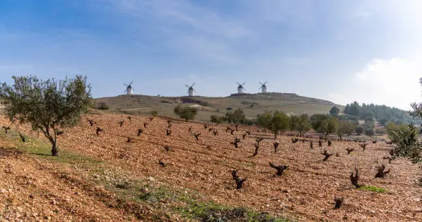 Rich red earth and barren grapevines in a vineyard in La Mancha with whitewashed windmills in the background