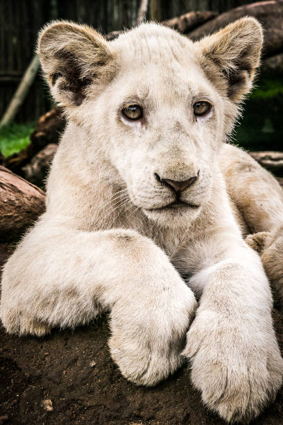 istock Cub lion at South Africa 1309802663