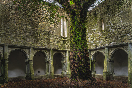Twisted tree trunk in inner courtyard walls with arches of 15th century monastery Muckross Abbey in the Killarney National Park, Kerry, Ireland