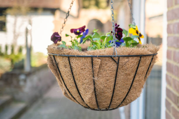 istock Newly planted hanging basket 1309803719