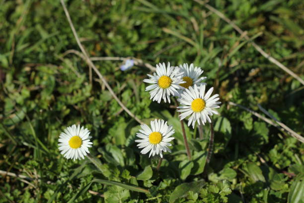 daisies in the grass is a wonderful spring day daisies in the grass is a wonderful spring day crown daisy stock pictures, royalty-free photos & images