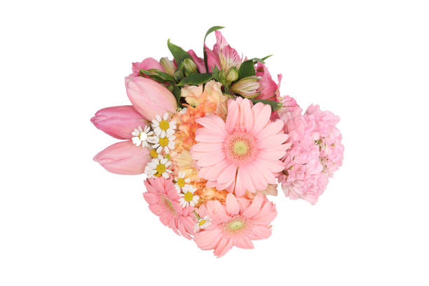 istock various kind of flowers in a white background 1309804062