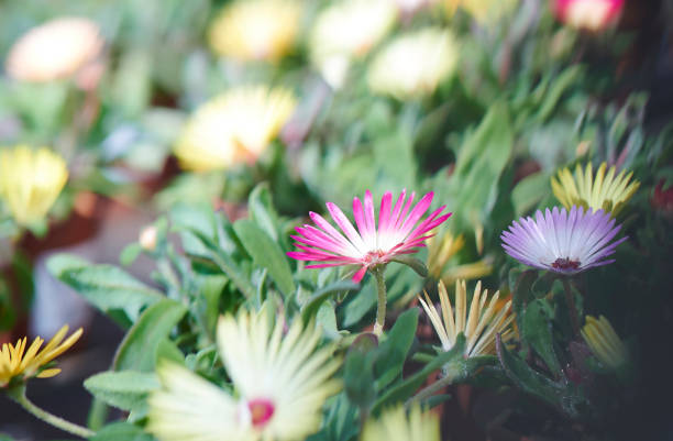 Colorful flowers with selective focus, abstract background
