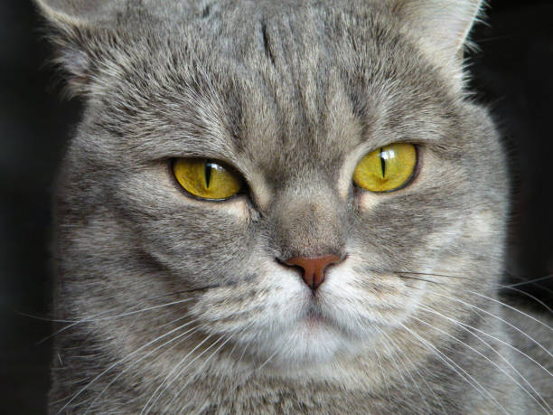 istock Big scottish cat look sneaky sly. Curious tabby scheming cat have crafty plan. Gray marbled color cat makes suspicious pensive face 1309805324