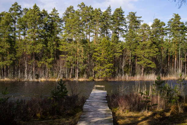 istock Lake, forest and bridge 1309805560