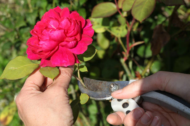 Cutting a rose flower with garden shears