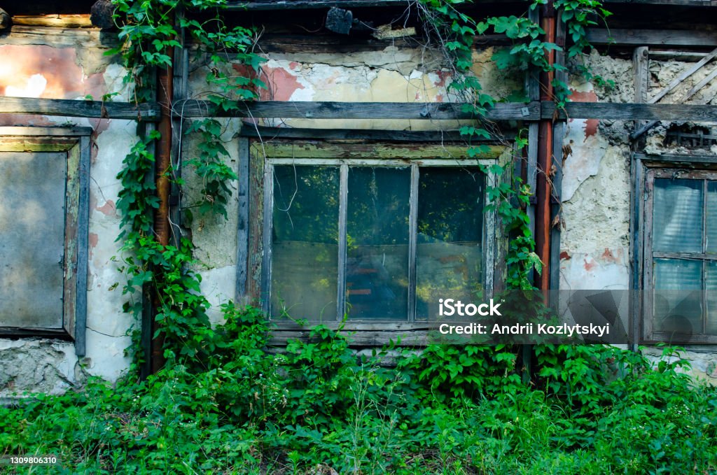 broken window of an abandoned building covered in blue ivy plant. The wooden windows is brown were on the walls trees. Green ivy wall with old wooden windows. Concept of abandoned and old. The wooden windows is brown were on the walls trees. Green ivy wall with old wooden windows. Concept of abandoned and old. Abandoned Place Stock Photo