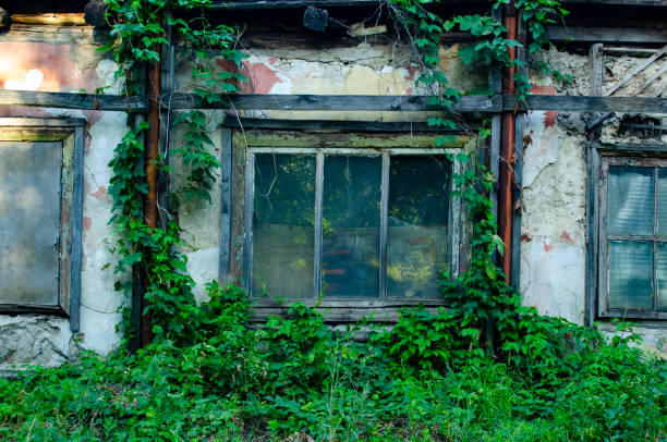 broken window of an abandoned building covered in blue ivy plant. The wooden windows is brown were on the walls trees. Green ivy wall with old wooden windows. Concept of abandoned and old. The wooden windows is brown were on the walls trees. Green ivy wall with old wooden windows. Concept of abandoned and old. abandoned place stock pictures, royalty-free photos & images