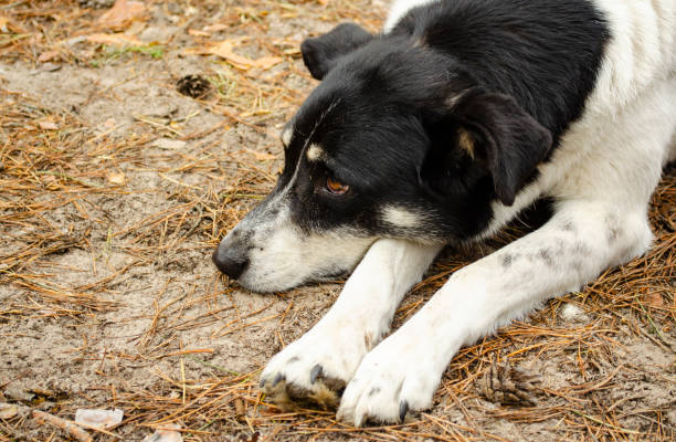 istock Black white Dog lying on forest ground. Dog with brown eyes. Pet put muzzle on paws. Sad mixed breed dog. Non breed dog basking, warming with pine ground on background. 1309806325