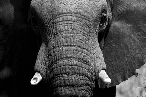 istock Wild elephant close-up portrait black and white 1309808201