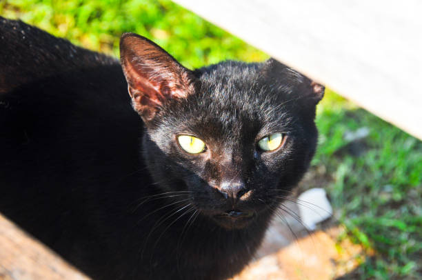 istock Domestic black Cat looking in front of Camera 1309808911