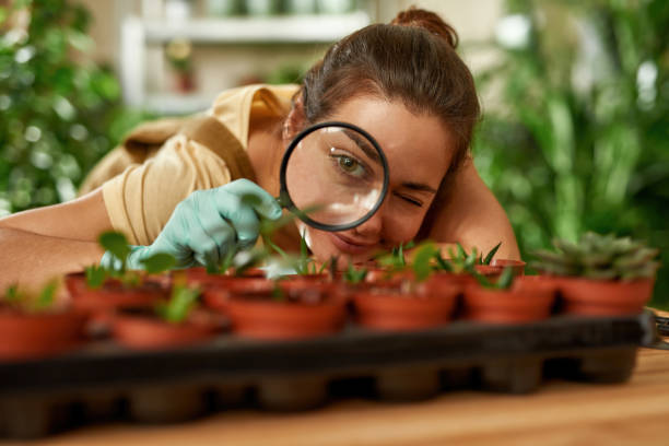 Portrait of cheerful young woman looking at seedlings in pot through magnifying glass, transplanting plants at home Portrait of cheerful young woman looking at seedlings in pot through magnifying glass, transplanting plants at home. Gardening, hobby concept hobbies stock pictures, royalty-free photos & images