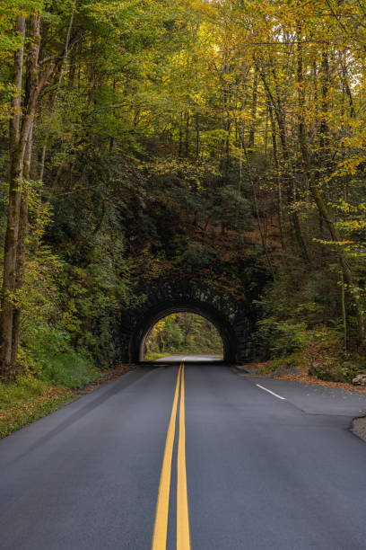 istock Trees Begin To Change Color Over Tunnel 1309809418