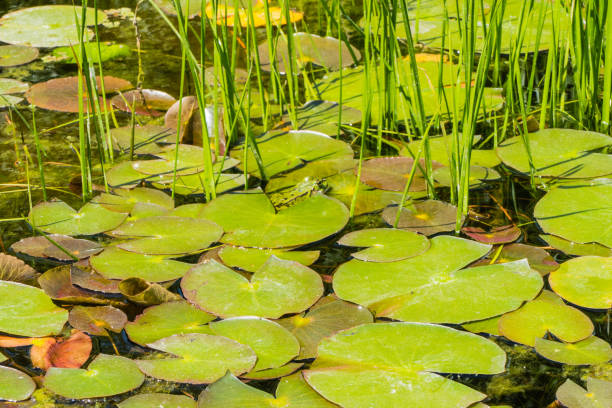 istock Pond Leaves and Frogs between 1309810452