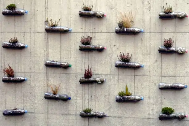Do it yourself garden of up-cycled plastic bottles are alternative flower pots forming micro urban minimalist vertical garden for decoration plants. Bottles are fixed with strings on concrete wall.