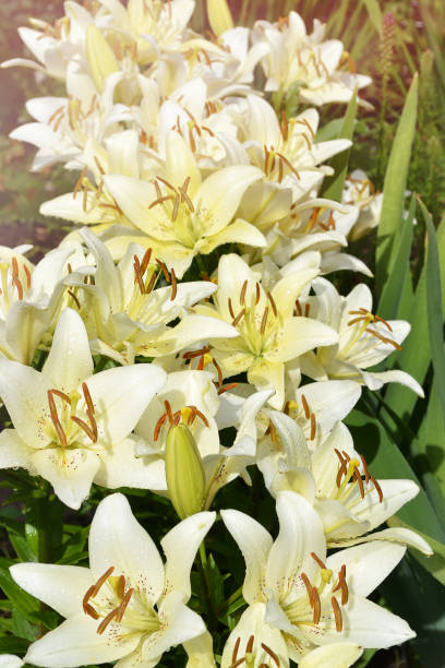 istock Unfocused background with beautiful yellow lilies in water drops. Selective Focus 1309810529