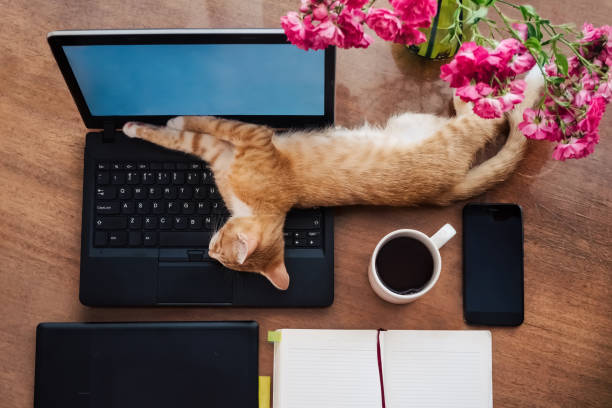 Lazy working at home - funny cat sleeping on work desk Funny story about distance lazy working at home in quarantine cat sleeping keyboard stock pictures, royalty-free photos & images