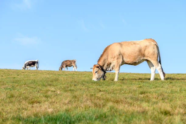 istock Cows in a mountain meadow during the summer 1309811815