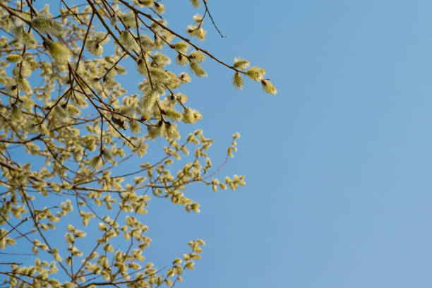 istock Flowering pussy-willow branches in early spring 1309812066