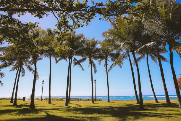 palmeras de coco en el parque, hawái - fondo de pantalla hd de primavera fotografías e imágenes de stock