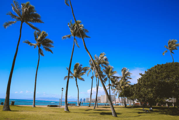 istock Coconut palm trees in the park, Hawaii 1309812987