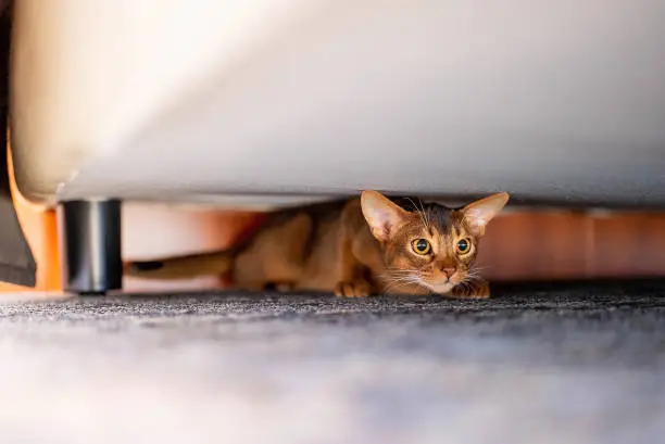 Cute Abyssiniancat hiding under the bed. Funny cat.