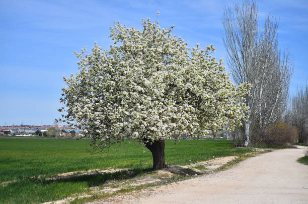 uma árvore de pera com flores na primavera - pear tree - fotografias e filmes do acervo