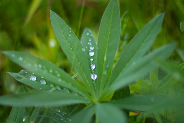 Large, green leaves of lupine (Lupinus polyphyllus) covered with drops of dew.
