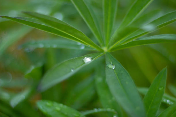Large, green leaves of lupine (Lupinus polyphyllus) covered with drops of dew.