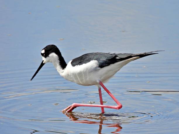 istock Black-necked Stilt (Himantopus mexicanus) foraging in a lake 1309816345
