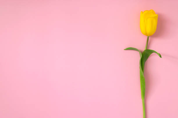 istock Yellow tulip on pink 1309816384