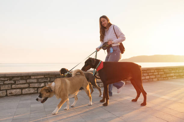 Three dogs walking with female dog walker Part time dog walker job in pandemic situation search and rescue dog photos stock pictures, royalty-free photos & images