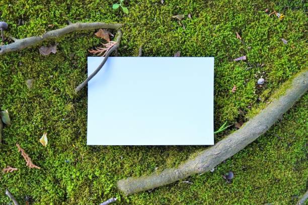 istock A mockup of a rectangular card of white paper with dead leaves and branches and nothing written on the mossy ground 1309817529
