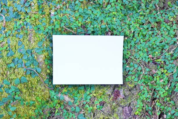 istock Mockup of vines with small leaves and rectangular white cards crawling on the surface of a mossy tree 1309817549