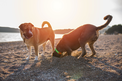 Two mixed breed dog friends playing at the beach.