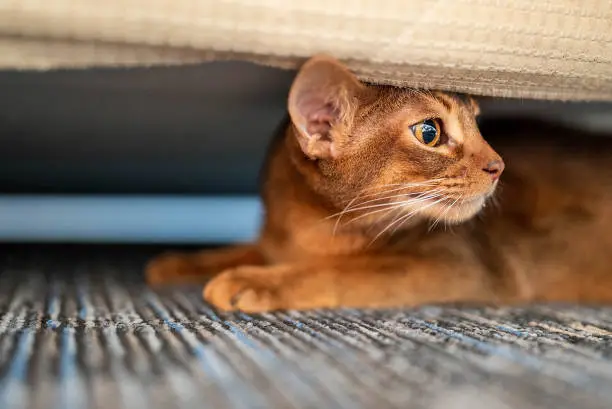 Cute Abyssiniancat hiding under the bed. Funny cat.