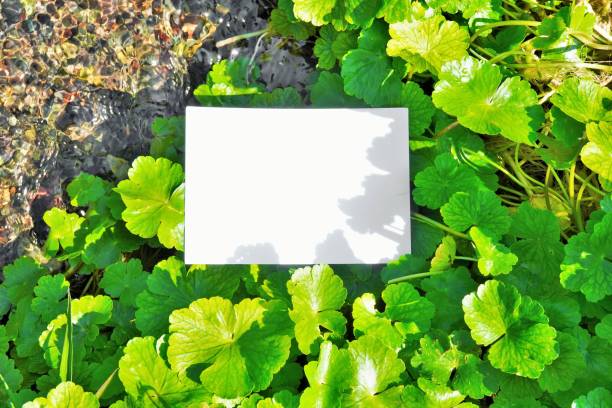 istock Mockup of a blank rectangular title frame on a beautiful stream with a green aquatic plant, Hydrocotyle sieboldii 1309818353