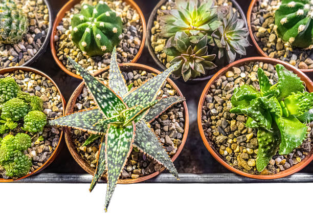 Succulents and cacti in flower pots with pebbles.
