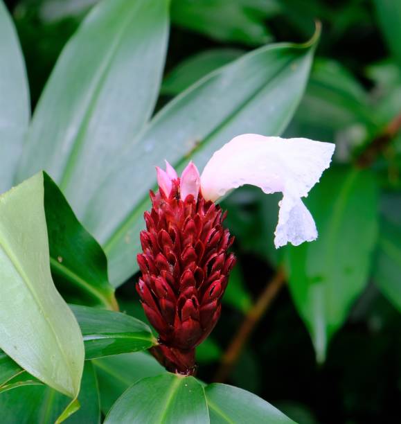 istock Red torch ginger plant with flower bloomed 1309818554