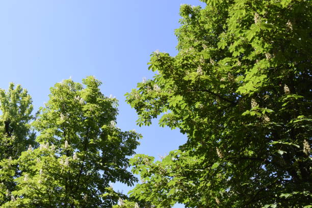 istock Chestnut tree leaves and sun. New life concept 1309819215