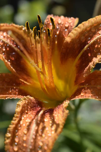 Orange lily on a green background Orange lily (Lilium) flowers with drops of dew. Close-up of beautiful Lilium bulbiferum with water drops red tiger lily stock pictures, royalty-free photos & images